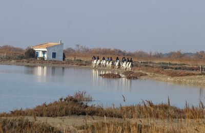 EN CAMARGUE ...