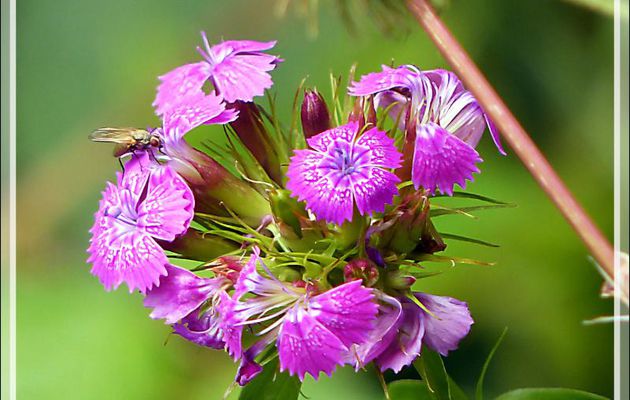 Œillet de poète ou barbu (Dianthus barbatus) - Artiga de Lin - Es Bordes - Val d'Aran - Espagne
