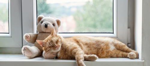 Le sommeil du chat et du chaton
