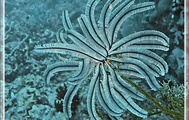 Crinoïde : Belle comatule, Beautiful feather-star (Cenometra bella) - Baleine - Tsarabanjina - Mitsio - Madagascar