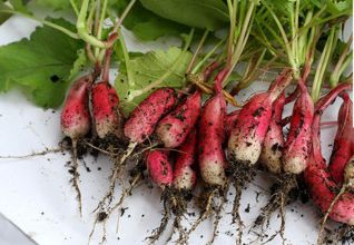 Radis : les meilleures variétés pour le printemps et l'été