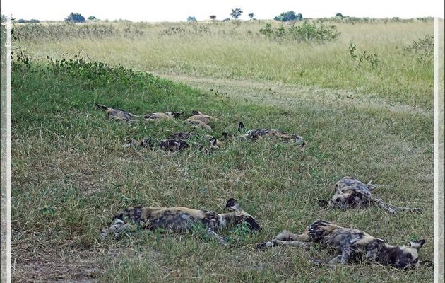 Lycaon, Chien sauvage d'Afrique, African wild dog (Lycaon pictus) - Safari terrestre - Parc National de Chobe - Botswana