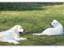 Quelle vie de chiens !