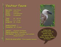 Vautour fauve