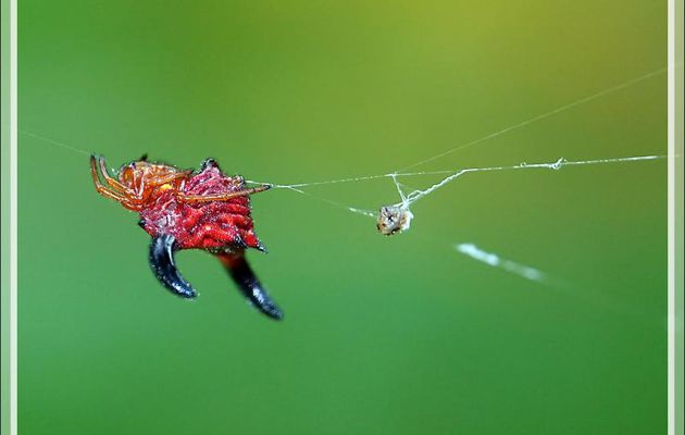 Araignée-étoile épineuse rouge/orangé et jaune, Red/orange and yellow horned star spider (Gasteracantha thorelli) - Nosy Sakatia - Madagascar