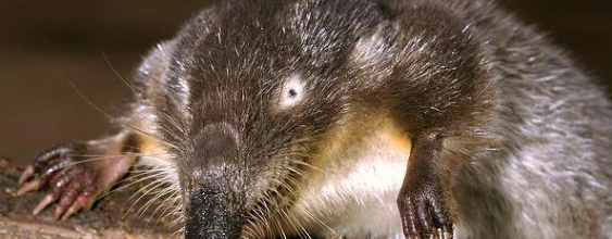 Texte causit : les taupes aquatiques