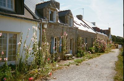 HOEDIC envahie par les rats