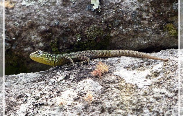 Iguanidé "Stenocercus chlorosticus" et cigale - Machu Picchu - Pérou