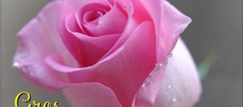 BON DIMANCHE 