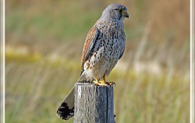 Faucon crécerelle, Common kestrel (Falco tinnunculus) - Les Portes-en-Ré - Île de Ré - 17