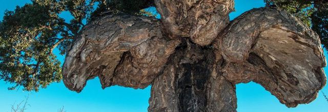 Ce que les arbres disent