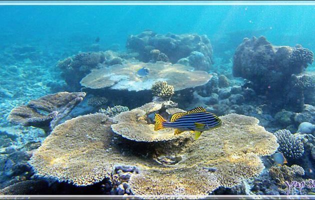 Corail tabulaire Acropore et Diagramme oriental,  Indian ocean oriental sweetlips (Plectorhinchus vittatus) - Snorkeling à Thudufushi - Atoll d'Ari - Maldives