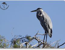 Héron cendré - Ardea cinerea