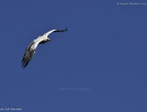 Vautour percnoptère
