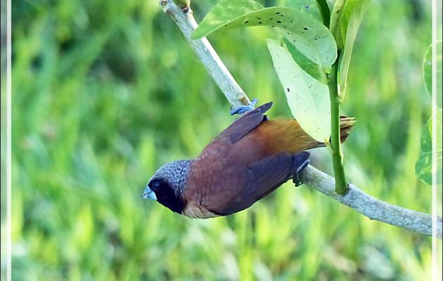 Capucin donacole (Vini en Polynésie), Lonchura castaneothorax (Chestnut-breasted Mannikin) - Raiatea - Polynésie française