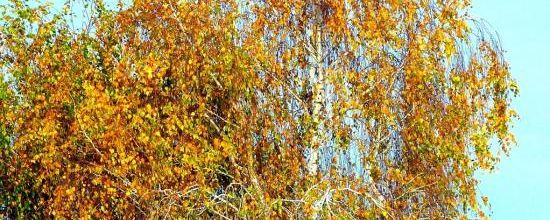 L'automne se réjouit d'être l'automne