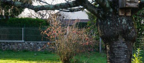 Chaenomeles