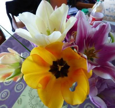 Les tulipes de mon jardin