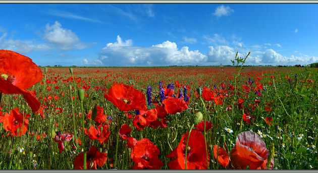 Paysage panoramique aux Coquelicots - La Couarde-sur-Mer - Île de Ré - 17