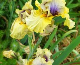 Les Iris de Catherine D.