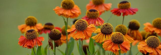 Les photos du Week-End : Des fleurs et des citations 