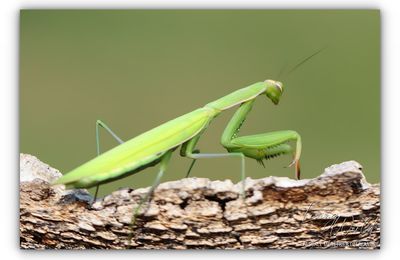 Mante religieuse (forme verte)