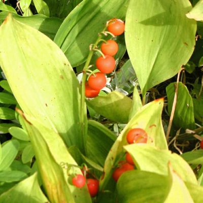 Attention au muguet, c'est dangereux !