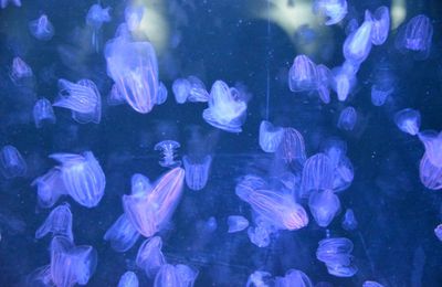 EB - Le ballet des méduses à l'Aquarium de La Rochelle...