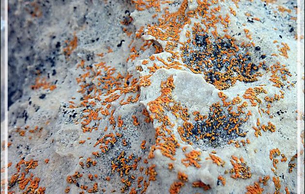 En regardant de près, cet univers minéral, apparement austère, est très beau grâce aux couleurs des lichens - Qariaragiuk - Somerset Island - Nunavut - Canada