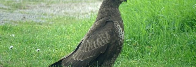 Buse variable 
