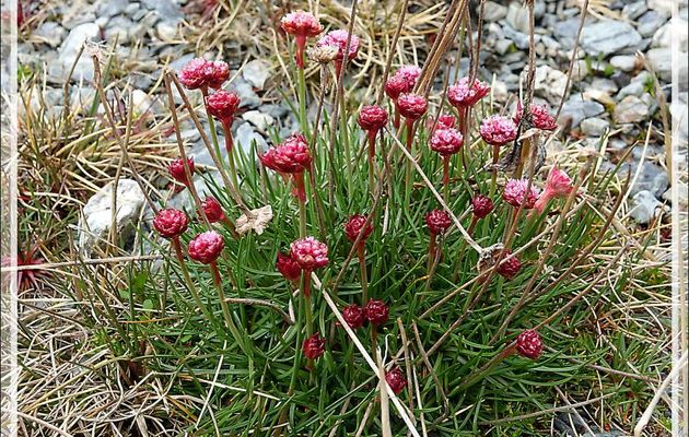 Armérie maritime, Flor de papel (Armeria maritima magallanes) - Glacier Aguila - Terre de Feu - Patagonie - Chili