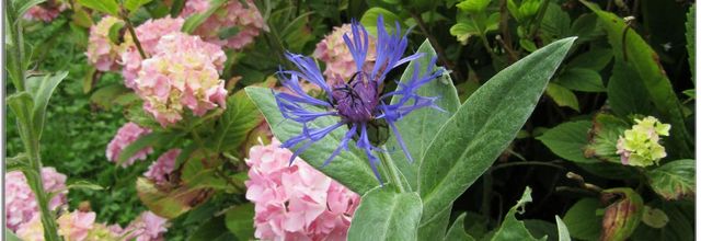 AU JARDIN .....SUITE