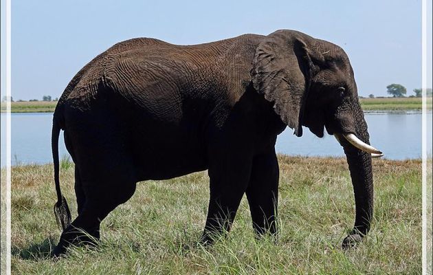 Le repas de l'éléphant - Safari nautique - Parc National de Chobe - Botswana