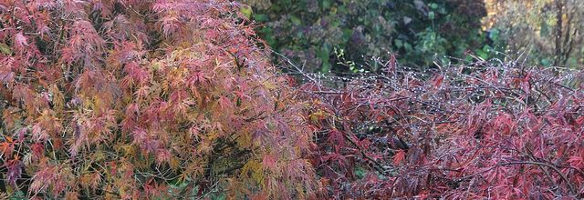 Fantaisie colorée au jardin
