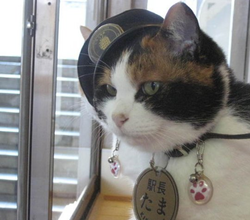Les funérailles du chat Tama au Japon