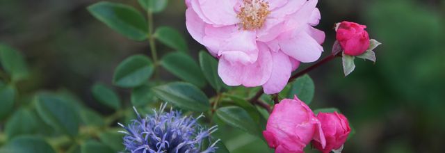 les Roses et l'engrais