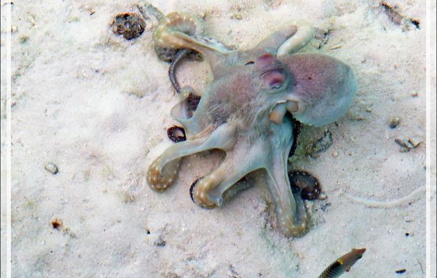 Popol le poulpe - Athuruga - Atoll d'Ari - Maldives
