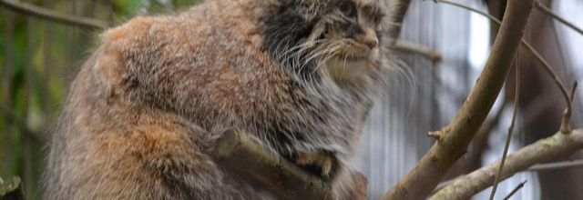 Ménagerie du Jardin des Plantes : Le Chat de Pallas ou Chat Manul