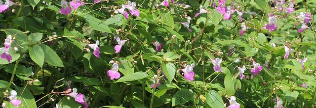 Plumetis au jardin