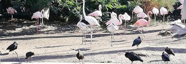 zoo de vincennes - les flamants roses