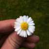 C'est le Printemps ! cartonnettes