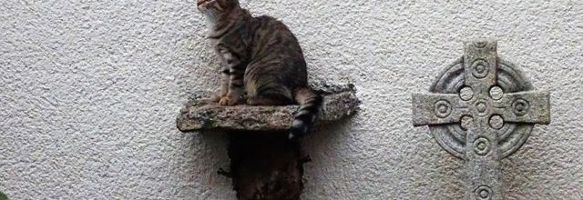 Dimanche c'est chat