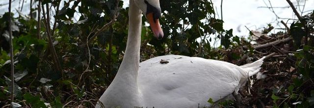 Lac Daumesnil, bois de Vincennes : Le cygne tuberculé : la construction du nid