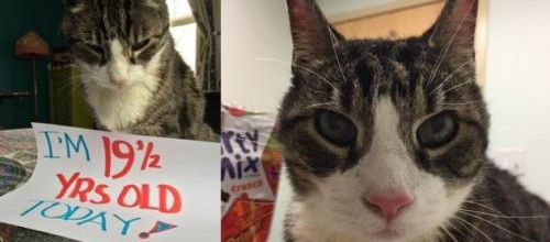 Bobs le chat adopté à plus de 18 ans