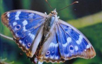 SAL papillon: Grand Mars changeant