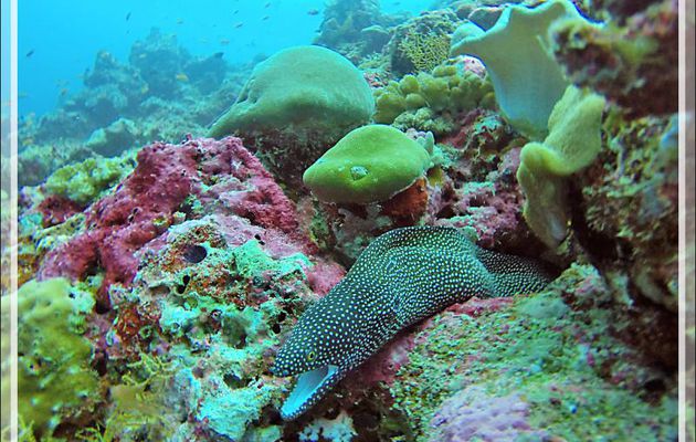 Murène ponctuée, Murène perlée, Murène pintade, Turkey moray, Whitemouth moray (Gymnothorax meleagris) - Moofushi - Atoll d'Ari - Maldives