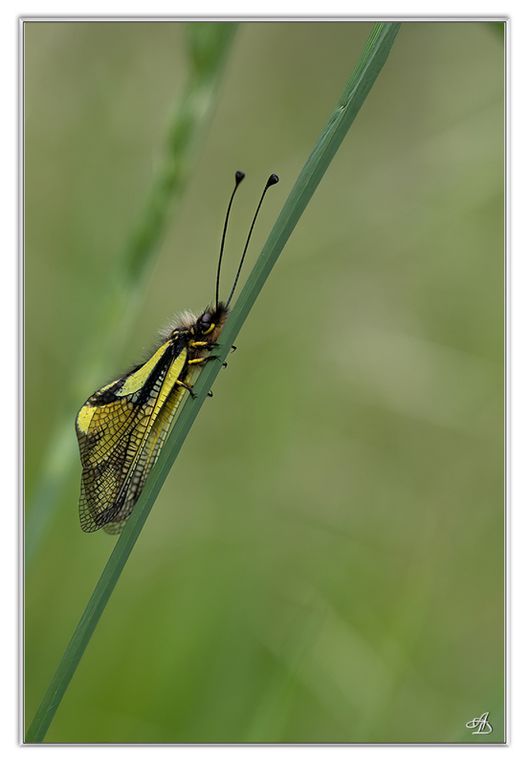 03 - Insectes