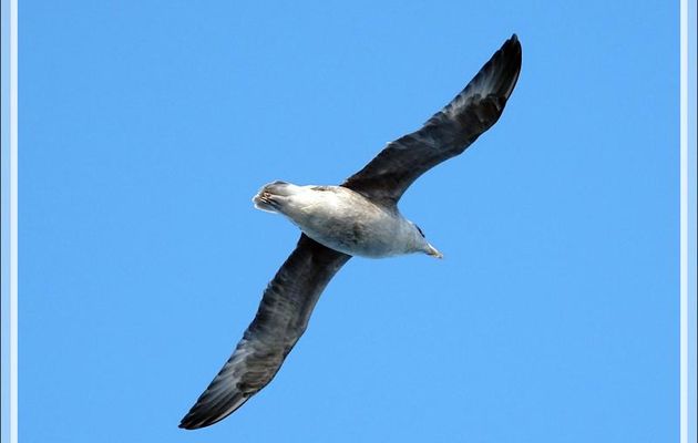 Position des pattes du Fulmar boréal pendant son vol - Mer de Baffin - Nunavut - Canada
