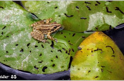 Grenouille Pelophylax (1)