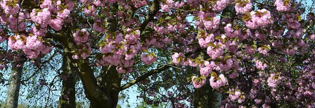 Parc Floral de Paris : Le cerisier du japon, Prunus serrulata